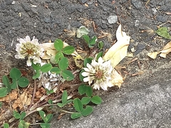 Trifolium repens