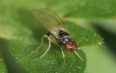 Chamaepsila