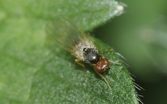 Chamaepsila