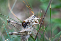 Paradrymadusa galitzini