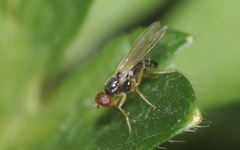 Chamaepsila