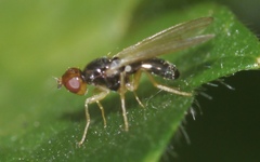 Chamaepsila