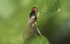 Chamaepsila