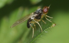 Chamaepsila