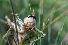 Paradrymadusa galitzini