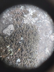 Montanelia sorediata