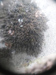 Montanelia sorediata