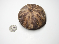 Tripneustes ventricosus