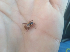 Strigoderma sulcipennis