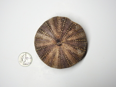 Tripneustes ventricosus