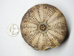 Tripneustes ventricosus