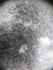 Montanelia sorediata