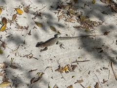 Pholidoscelis plei