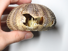 Tripneustes ventricosus