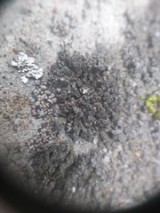 Montanelia sorediata