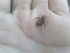 Strigoderma sulcipennis