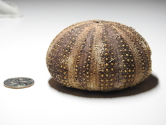 Tripneustes ventricosus