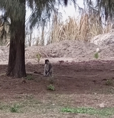 Chlorocebus aethiops