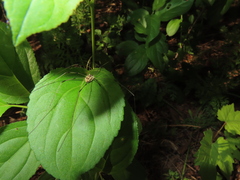 Leiobunum aldrichi