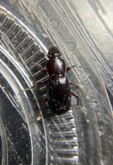 Pterostichus angustus