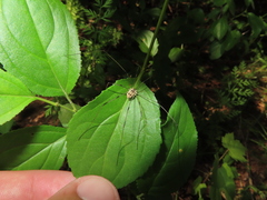 Leiobunum aldrichi