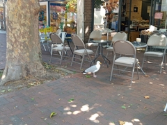 Larus argentatus