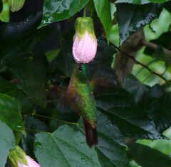 Eriocnemis cupreoventris