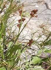 Juncus