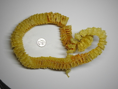 Sinistrofulgur sinistrum