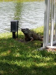 Iguana iguana