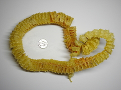 Sinistrofulgur sinistrum