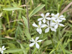 Sabatia quadrangula