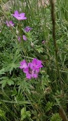 Geranium palustre
