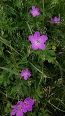 Geranium palustre