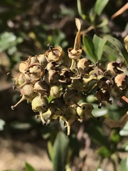 Escallonia resinosa