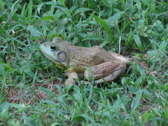 Lithobates catesbeianus