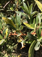 Escallonia resinosa