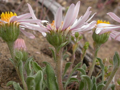 Townsendia florifera