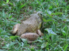 Lithobates catesbeianus