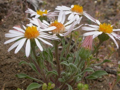 Townsendia florifera