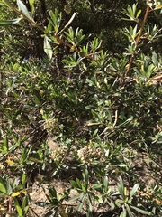 Escallonia resinosa