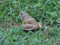 Lithobates catesbeianus
