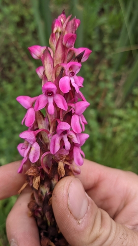 Image of Disa stairsii by no rights reserved