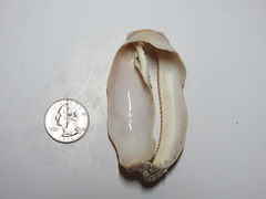 Macrocypraea