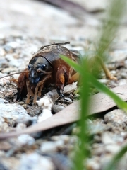 Gryllotalpa vineae