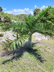 Pseudophoenix sargentii