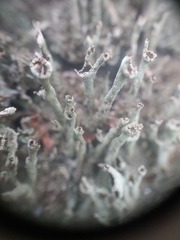Cladonia cenotea