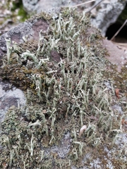 Cladonia cenotea