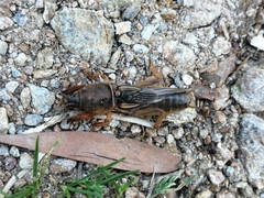 Gryllotalpa vineae