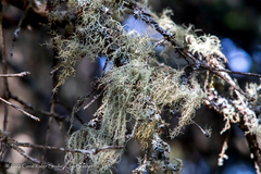 Usnea cavernosa